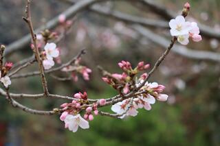 This is a photo of the cherry blossoms blooming in Yokohama English Garden on March 17th.