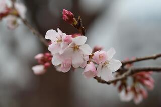 ３月17日の横浜イングリッシュガーデンに咲く桜の写真です。