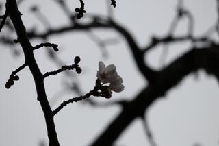 This is a photo of cherry blossoms blooming in Sakura Dori on March 17th.
