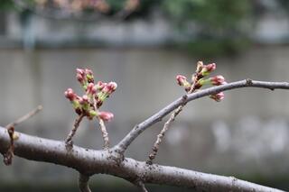 This is a photo of the cherry blossoms blooming on the Ishizaki River Promenade on March 17th.