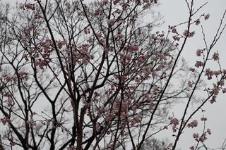 This is a photo of cherry blossoms blooming in Kamonyama　Park on March 17th.