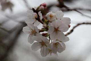３月17日の野毛山公園に咲く桜の写真です。