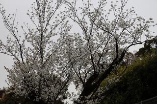 This is a photo of cherry blossoms blooming in Nogeyama Park on March 17th.