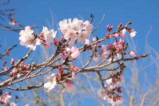 Đây là hình ảnh hoa anh đào nở tại Vườn Anh Yokohama vào ngày 20 tháng 3.