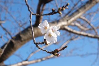 3월 20일의 요코하마 잉글리시 가든의 벚꽃의 사진입니다.