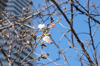 This is a photo of cherry blossoms in Sakura Dori on March 20.