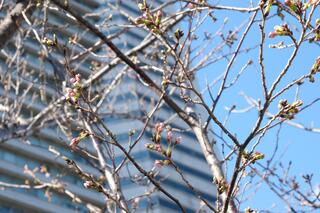 3월 20일의 사쿠라도오리의 벚꽃의 사진입니다.