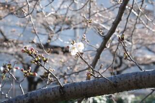 This is a photo of the cherry blossoms of the Ishizaki River Promenade on March 20.