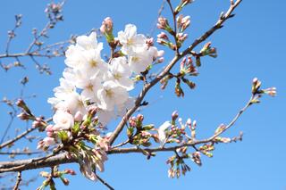 Đây là ảnh chụp hoa anh đào tại Phố đi bộ Ishizakigawa vào ngày 20 tháng 3.