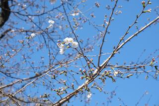 3월 20일의 카몬야마코엔(공원)의 벚꽃의 사진입니다.