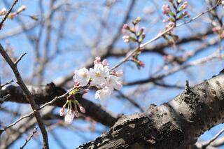 This is a photo of cherry blossoms in Kamonyama　Park on March 20.