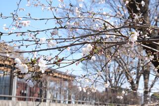 This is a photo of cherry blossoms in Nogeyama Park on March 20.