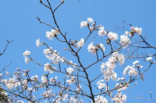 ３月20日の野毛山公園の桜の写真です。