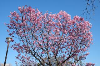 Đây là hình ảnh hoa anh đào nở tại công viên Tobe vào ngày 20/3.