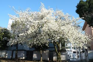 3월 20일의 토베코엔(공원)의 벚꽃의 사진입니다.
