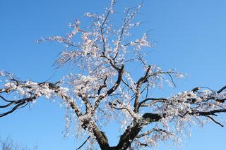 This is a photo of cherry blossoms in Tobe Koen on March 20.