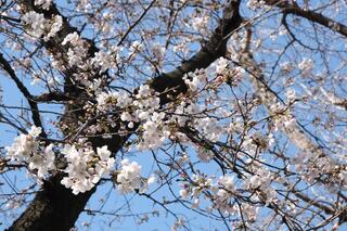 3월 20일의 하마마쓰초 공원의 벚꽃의 사진입니다.