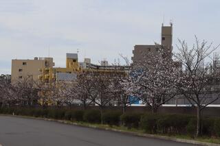 This is a photo of the cherry blossoms at Yokohama English Garden on March 24.