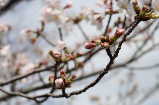 3월 24일의 요코하마 잉글리시 가든의 벚꽃의 사진입니다.