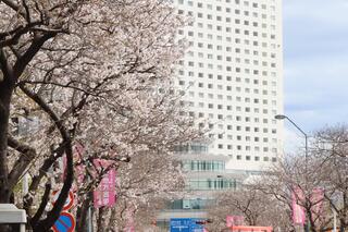This is a photo of cherry blossoms in Sakura Dori on March 24.
