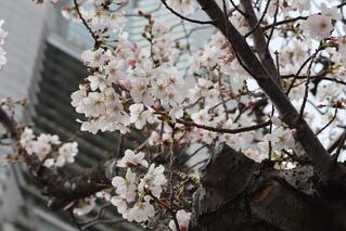 This is a photo of cherry blossoms in Sakura Dori on March 24.
