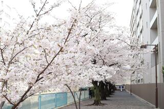 This is a photo of the cherry blossoms of the Ishizaki River Promenade on March 24.