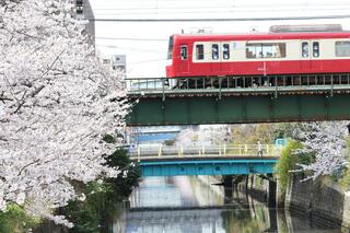 3월 24일의 이시자키강 프롬나드의 벚꽃의 사진입니다.