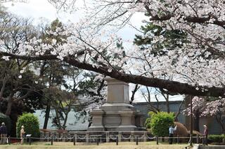 3월 24일의 카몬야마코엔(공원)의 벚꽃의 사진입니다.
