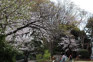 ３月24日の掃部山公園の桜の写真です。