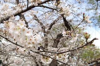 This is a photo of cherry blossoms in Nogeyama Park on March 24.