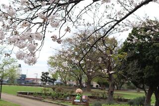 3월 24일의 노게야마코엔(공원)의 벚꽃의 사진입니다.