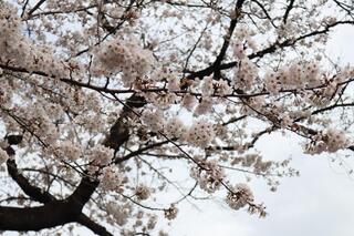 This is a photo of cherry blossoms in Iseyama Shrine on March 24.