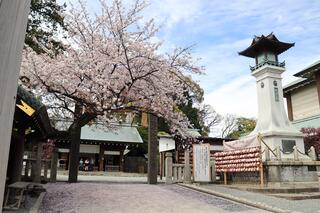 3월 24일의 이세야마황대신궁의 벚꽃의 사진입니다.