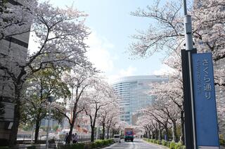 This is a photo of cherry blossoms in Sakura Dori on March 30.