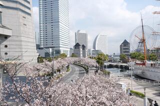 This is a photo of cherry blossoms in Sakura Dori on March 30.