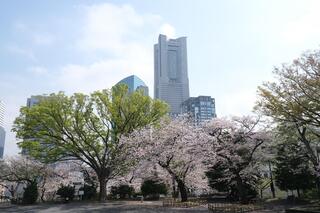 This is a photo of cherry blossoms in Kamonyama　Park on March 30.