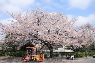 This is a photo of cherry blossoms in Kamonyama　Park on March 30.
