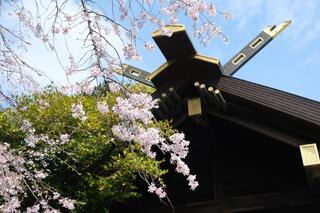 This is a photo of cherry blossoms in Iseyama Shrine on March 30.