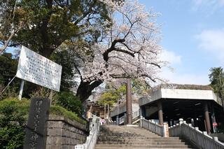 This is a photo of cherry blossoms in Iseyama Shrine on March 30.