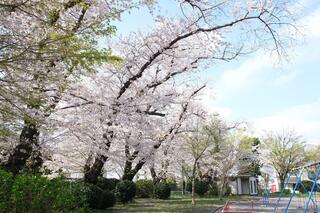 This is a photo of cherry blossoms in Nogeyama Park on March 30.