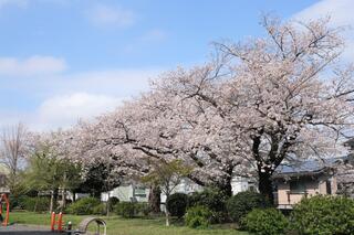 This is a photo of cherry blossoms in Nogeyama Park on March 30.