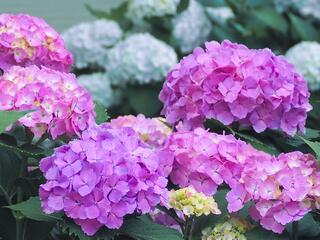This is a photo of the hydrangea on May 30th.