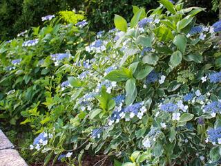 This is a photo of the hydrangea on June 1st.