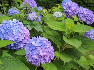 This is a photo of the hydrangea on June 1st.
