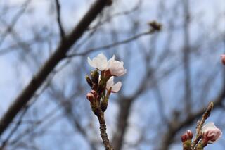 横浜イングリッシュガーデン桜の写真