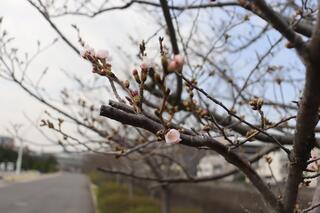 横浜イングリッシュガーデン桜の写真
