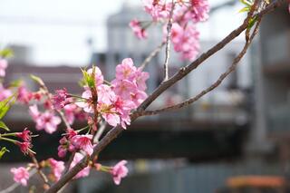 石崎川プロムナード桜の写真