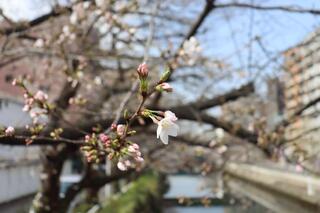 石崎川プロムナード桜の写真