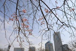 掃部山公園桜の写真