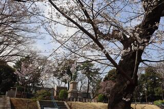 掃部山公園桜の写真